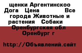 щенки Аргентинскоо Дога › Цена ­ 25 000 - Все города Животные и растения » Собаки   . Оренбургская обл.,Оренбург г.